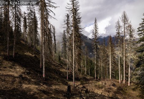 Forest Install Crosses