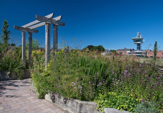 Garden plants in the foreground with viewing tower in background