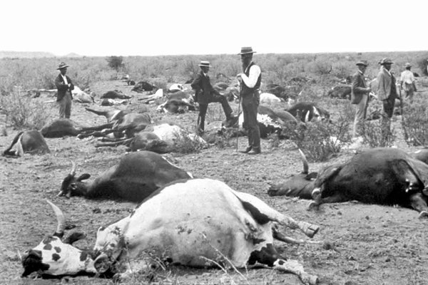 Cattle dead from Rinderpest, South Africa 1896
