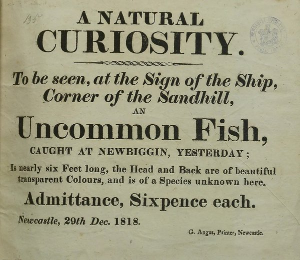Potted head and uncommon fish newspapers