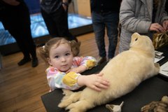 A child touches a taxidermy seal. 