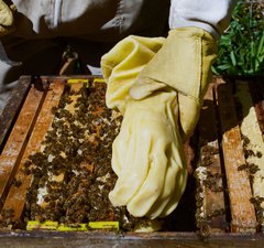 A photograph of someone handling bees in a hive, wearing large yellow gloves