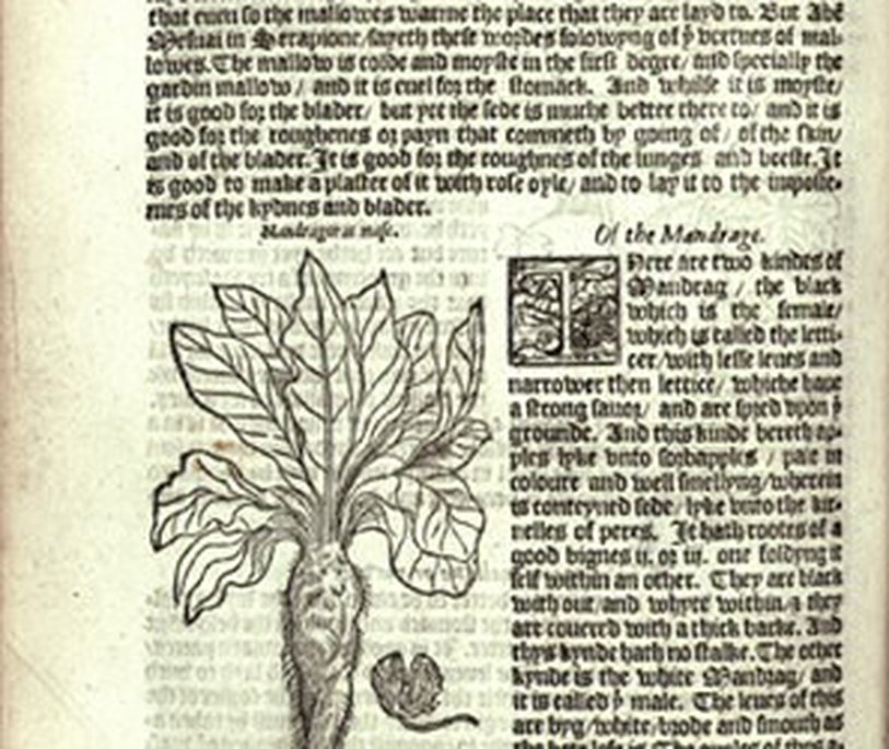 Illustrated page about mandrake root