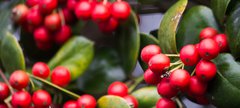 Red berries