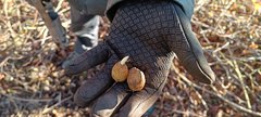 Hand holding a plant bulb