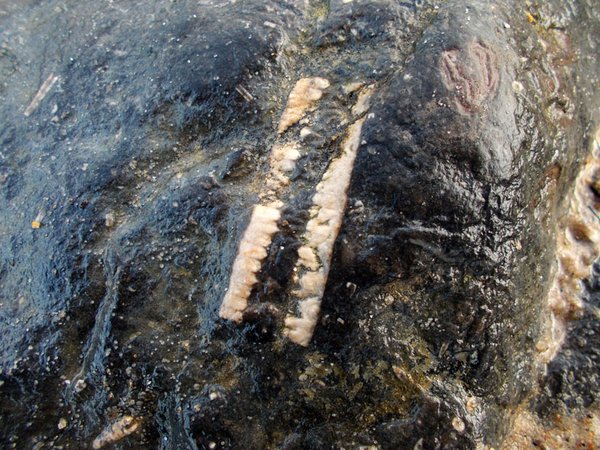 Photo of crinoid ‘stem’ preserved in limestone