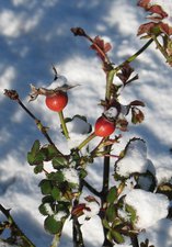 Branch with rosehips against a background of snow