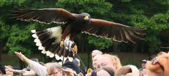 A group of people watching a bird of prey display at Woodhorn Museum