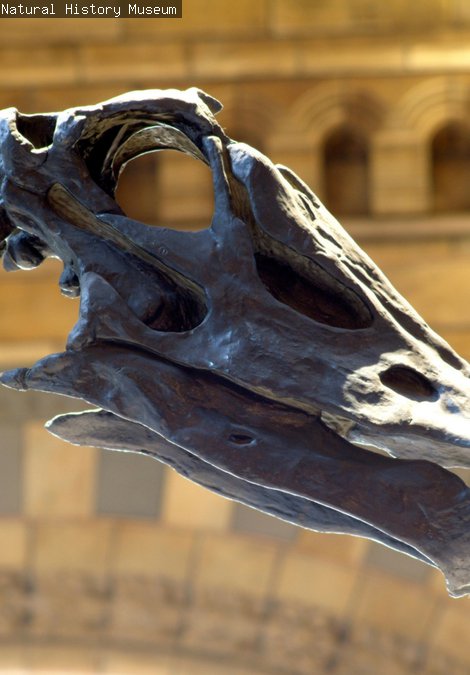 Diplodocus Skull