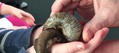 Giant snail being passed to a young person