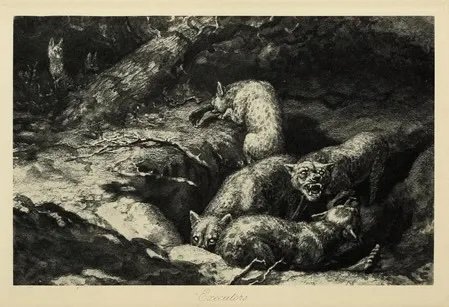 Illustration from ‘On Safari’ titled Executors. It depicts Hyenas digging up the body of one of Chapman’s employees, a porter named Ibrahim. In the foreground, three Hyenas fight over his body. In the background, a fourth eats his hand.