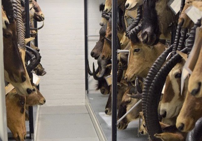 A rack of game trophies from the Chapman collection in the Great North Museum resource centre