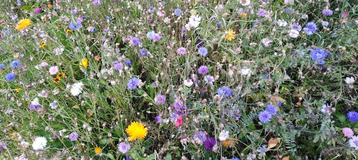 Wild flowers of different colours