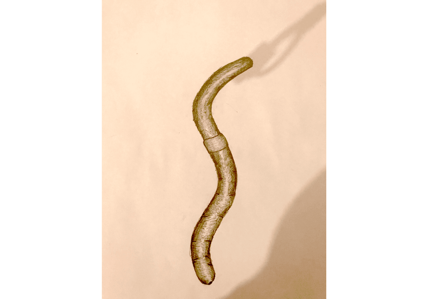 worm drawing
