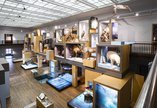The Living Planet, a collection of taxidermy and model animals.
