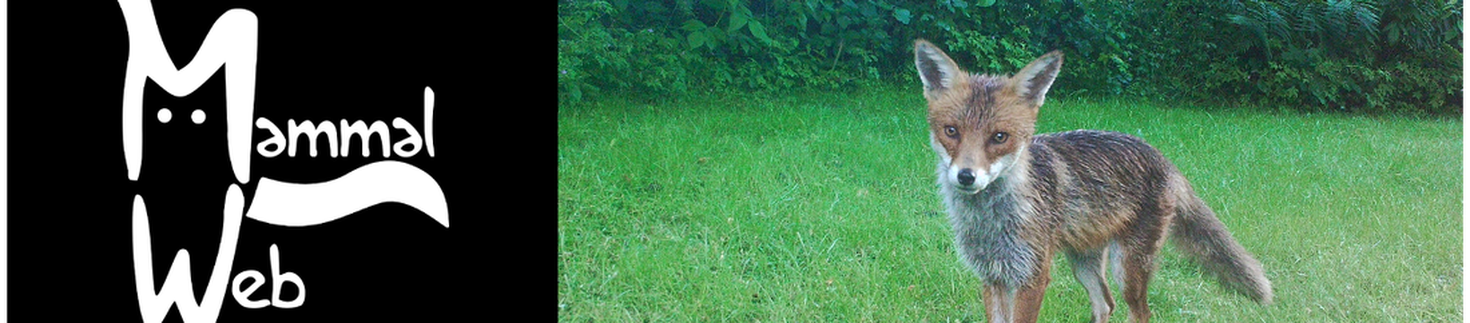 A fox appears on a mammal recording camera
