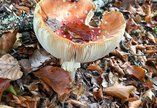 GNM Nature Walk mushroom