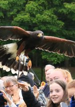 A crowd of people watch a falcon display