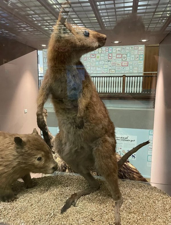 Red-necked/Bennett’s Wallaby on display in the Living Planet Gallery