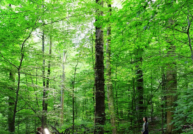 Two people stand in the forest. One points a light at the other.