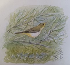 A sketch of a bird resting on a branch.