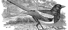 A black and white print of a magpie