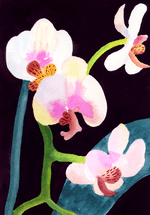 Two watercolours of flowers, orchids on the left and freesias on the right