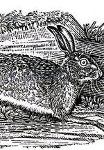 A print of a hare running, by artist Thomas Bewick
