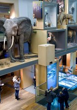 The Living Planet gallery - with a replica life size elephant, a shark and other animals