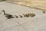 A family of ducks walking outside the Great North Museum