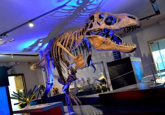 Replica cast of a Tyrannosaurs rex skeleton with dramatic blue lighting