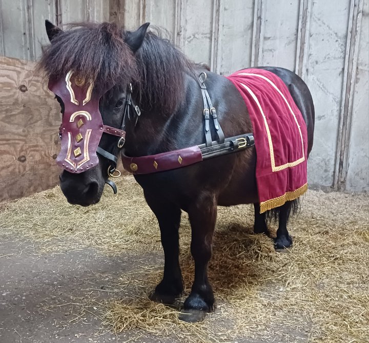 Mini pony wearing Roman style saddle and bridle