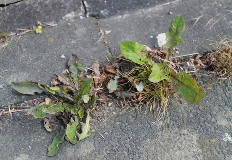Pavement Plants