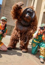 Two rangers and a Orangutan