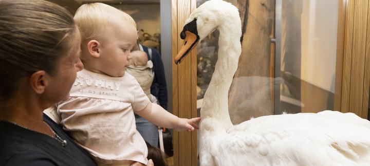 A woman and baby look at a swan