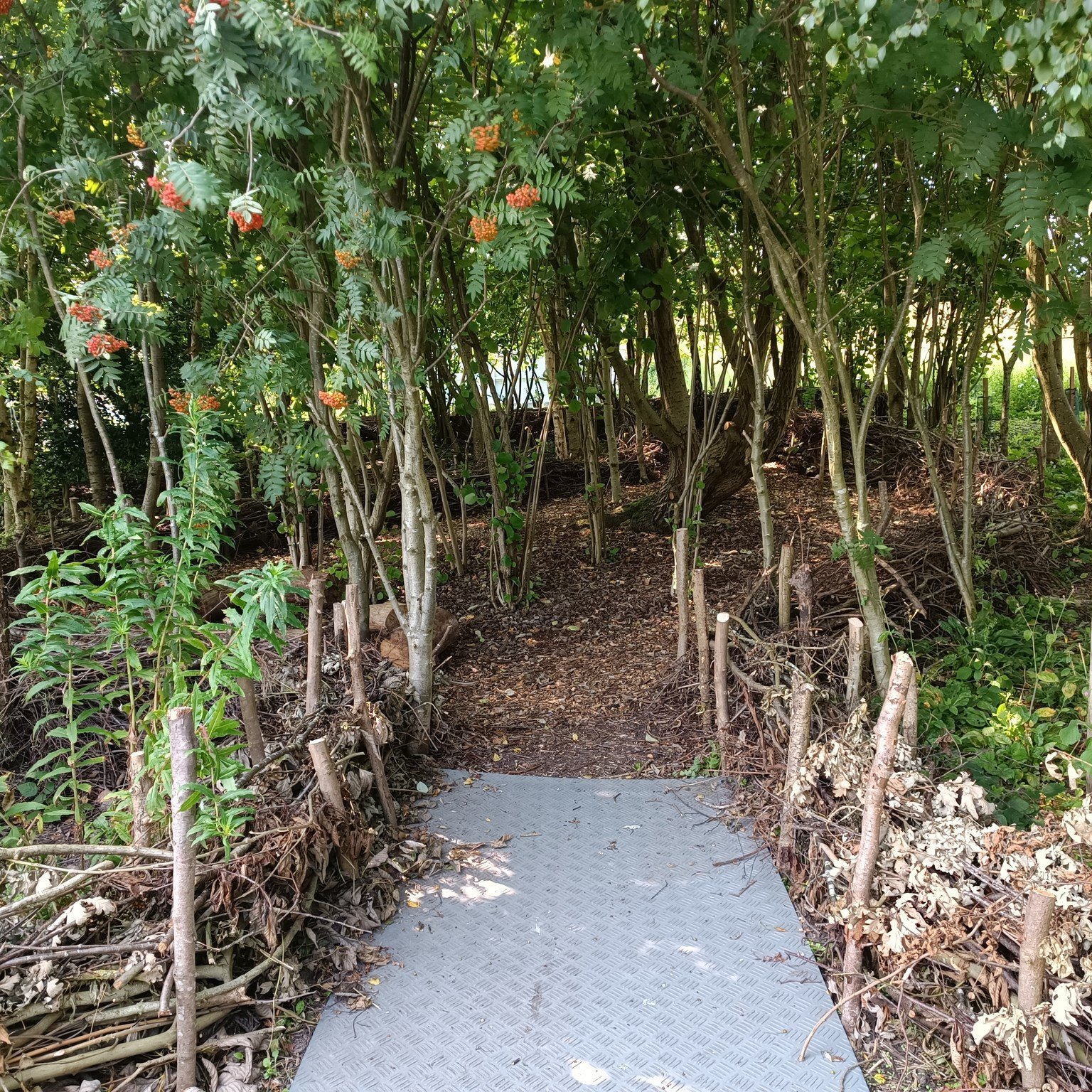 A wooded area in the grounds of Woodhorn Museum.