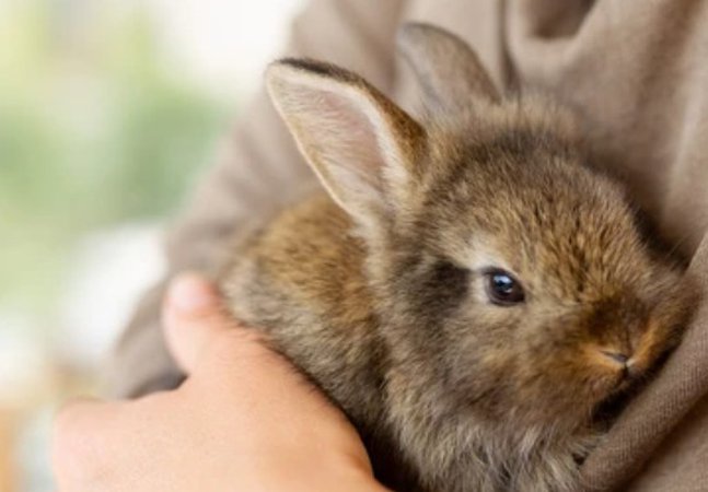 Animal Handling Session: Image of a brown rabbit in the arms of a child