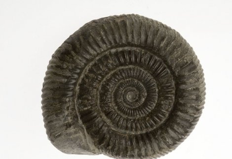 Fossils and Dinosaurs