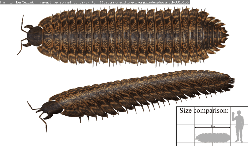 an artists impression of a giant millipede