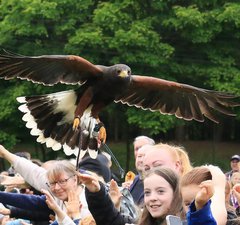 A group of people watching a bird of prey display at Woodhorn Museum