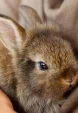 Animal Handling Session: Image of a brown rabbit in the arms of a child