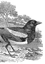 A black and white print of a magpie