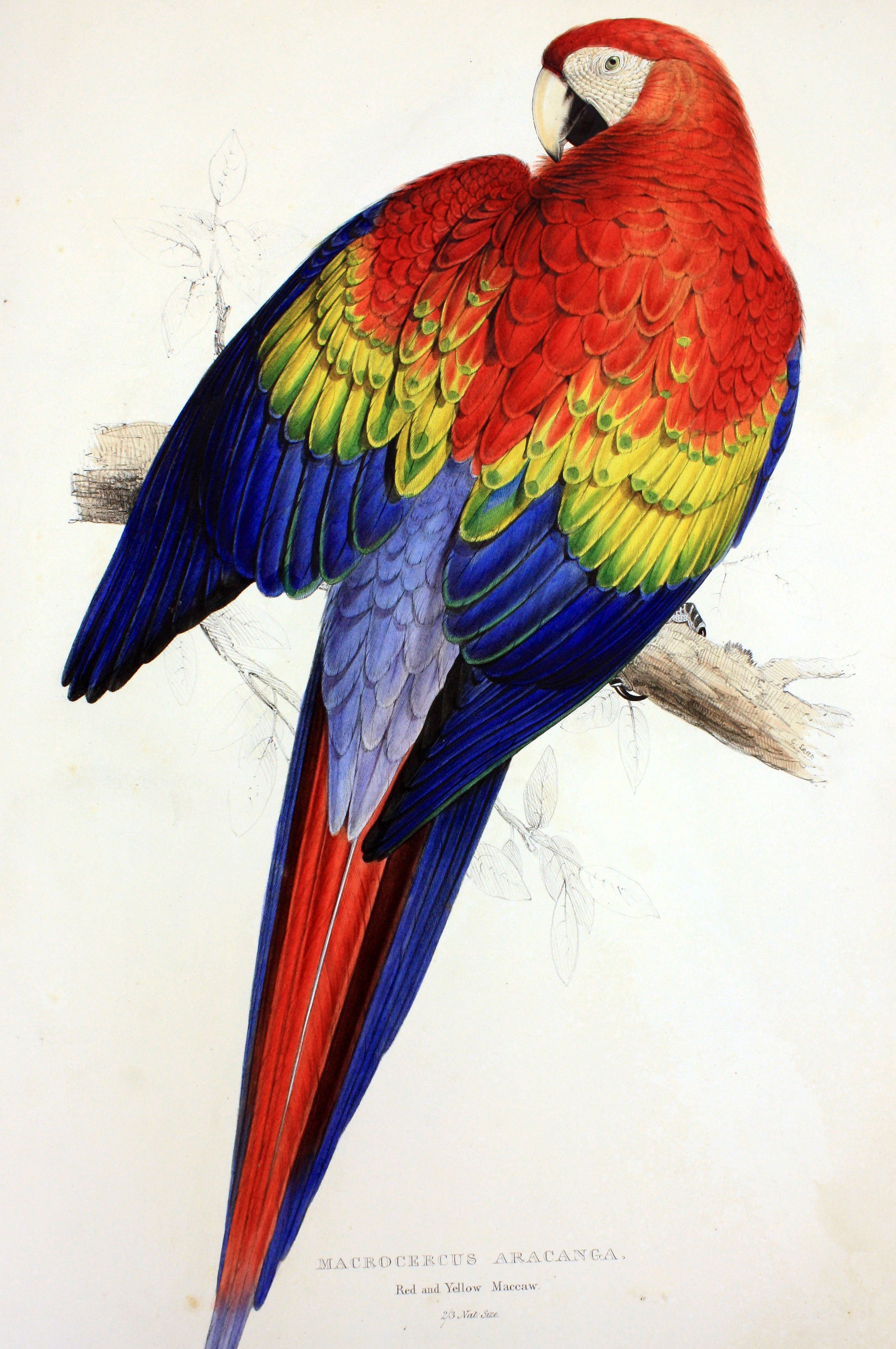Watercolour painting of a parrot with bright red, yellow, green and blue feathers.