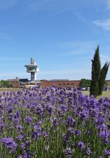 Lavender plants in the foreground with viewing tower in the background