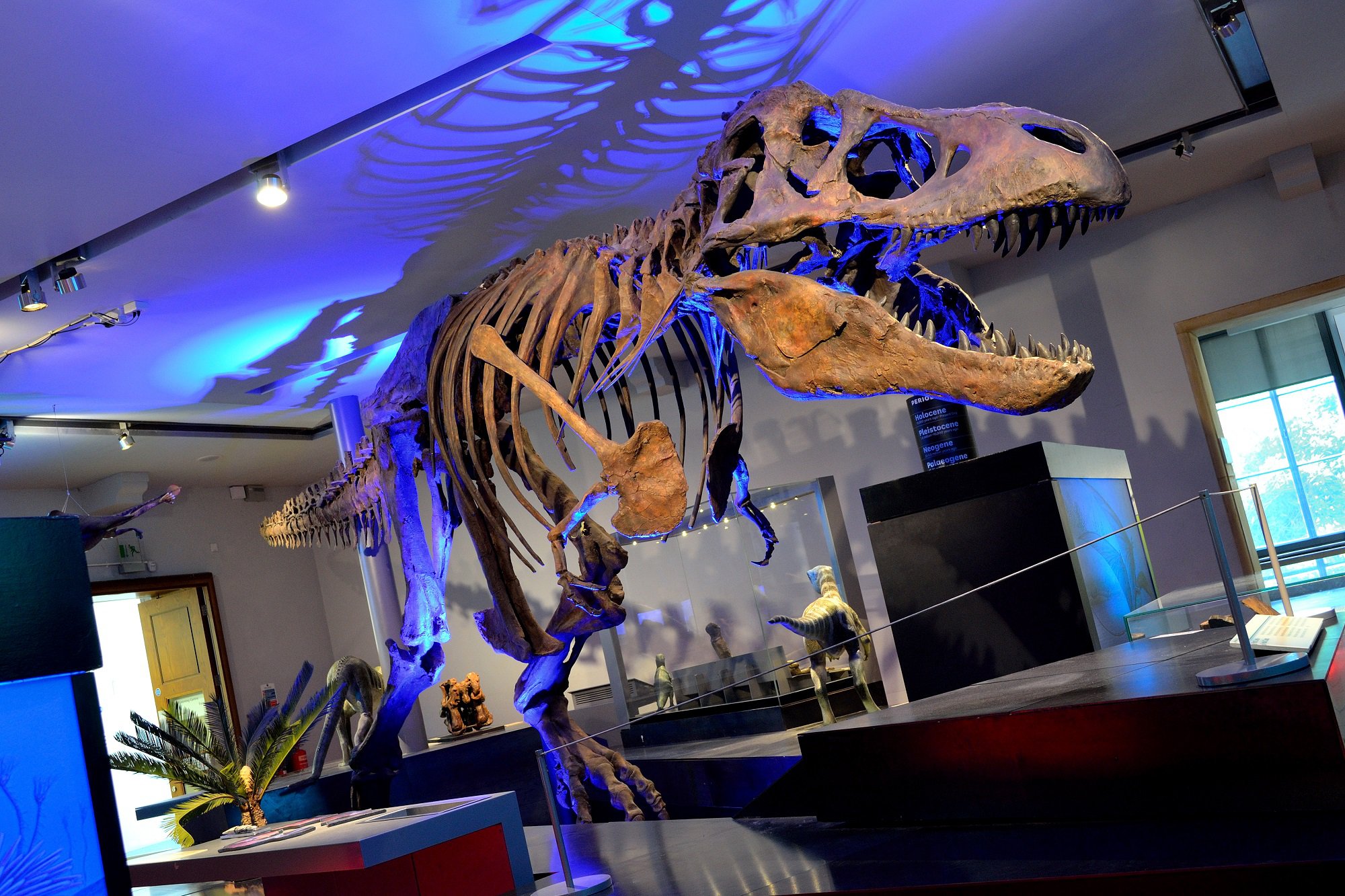 A full-size T. rex skeleton in a museum with dramatic blue lighting