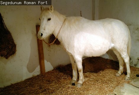 Segedunum Roman Fort 