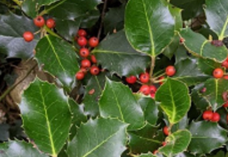 Holly leaves