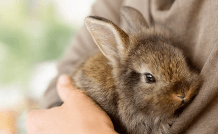 Child holding brown haired rabbit