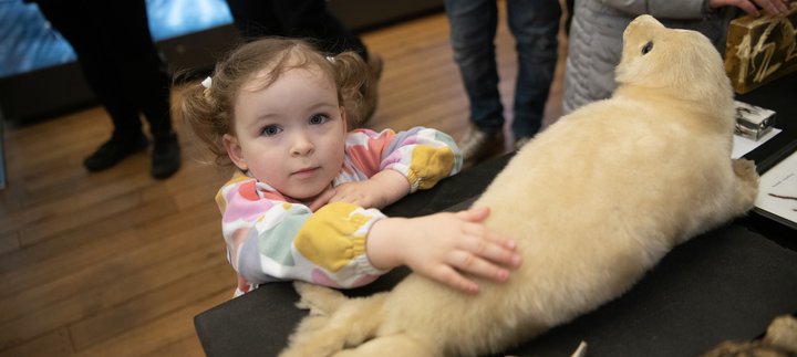 A child touches a taxidermy seal. 