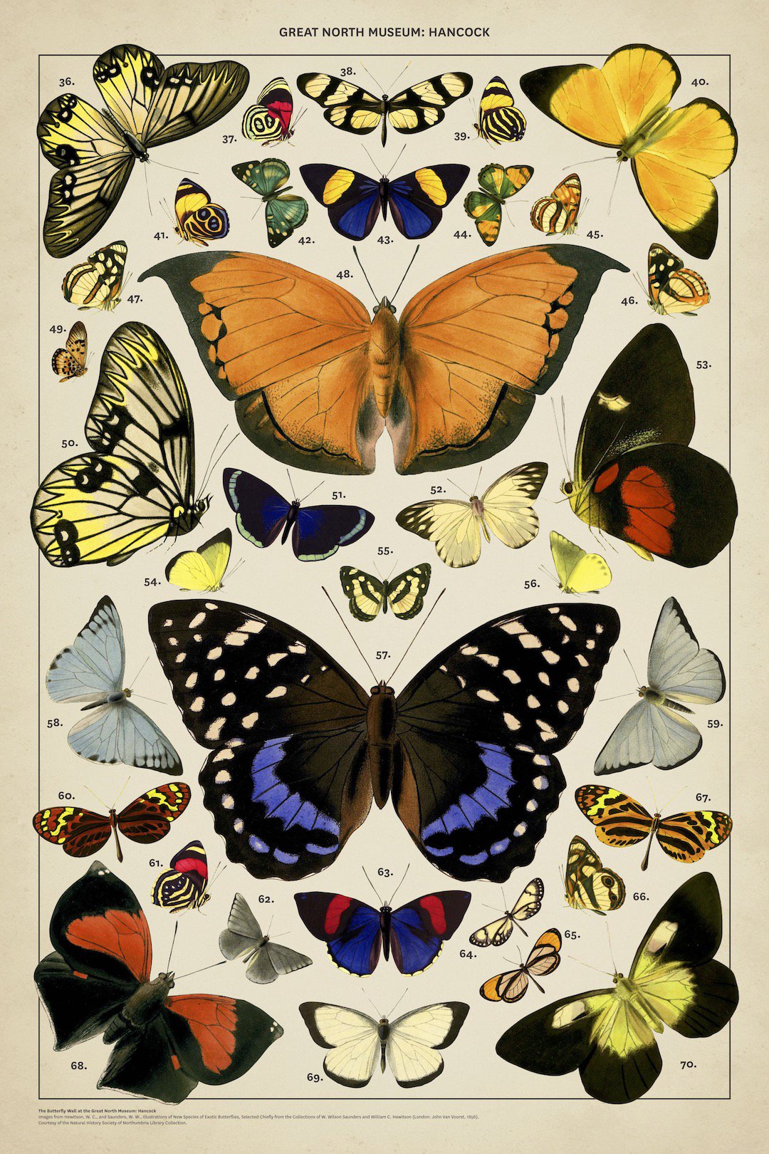 Images from Hewitson, W. C., and Saunders, W. W., Illustrations of New Species of Exotic Butterflies, Selected Chiefly from the Collections of W. Wilson Saunders and William C. Hewitson (London: John Van Voorst, 1856). Courtesy of the Natural History Society of Northumbria Library Collection.